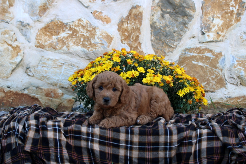 puppy, for, sale, Mini Goldendoodle F1B, Matthew B. Stoltzfus, dog, breeder, Gap, PA, dog-breeder, puppy-for-sale, forsale, nearby, find, puppyfind, locator, puppylocator, aca